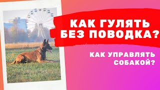 Как гулять с собакой без поводка? Как приучить и управлять? Правильная прогулка с малинуа