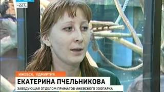 Обезьяны в ижевском зоопарке моют окна