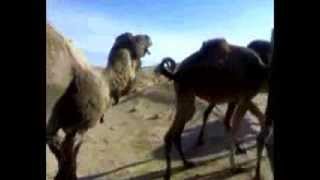 قصيدة الابل والشعر الشعبي الليبي