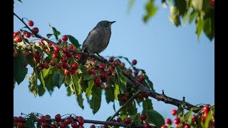 Как спасти черешню от птиц( скворцов). 2-я часть. Снимаем сетку и смотрим результат.