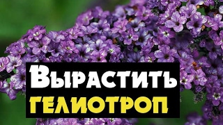 Гелиотроп выращивание через рассаду и уход