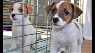Feeding Puppies Jack Russell Terrier / Jack Russell Terrier puppies eating / funny puppies