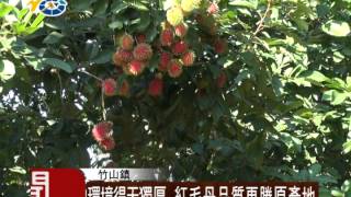 民議新聞 1031215 環境得天獨厚 紅毛丹品質更勝原產地