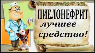 Пиелонефрит: лечение хронического пиелонефрита