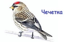 Пение птиц - Чечетка