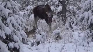 Охота на лося с лайкой