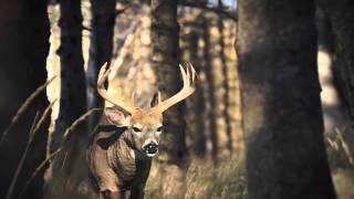 Fondation de la faune clip 2