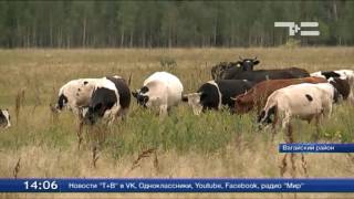 В Вагайском районе в селе Копотилы после долгого перерыва вновь открылось сельхозпредприятие