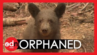 California Fires: Orphaned Bear Cub