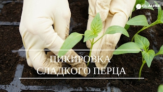 ПИКИРУЕМ СЛАДКИЙ ПЕРЕЦ | ПИКИРУЕМ ГЕРКУЛЕС F1 И КАРИСМА F1