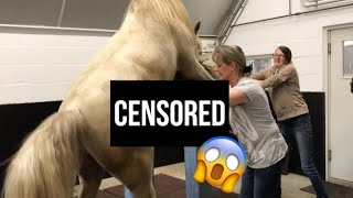 MY STALLION BREEDING FOR THE FIRST TIME!