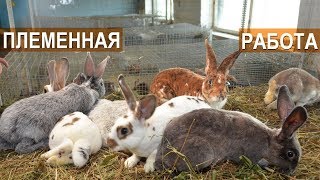 Племенная работа с кроликами в хозяйстве Жуковой Т А