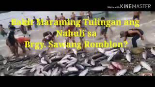 Bakit Maraming Tulingan ang Nahuli sa Baranggay Sawang Romblon.