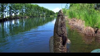Классная рыбалка на змееголова. (Амурская область)