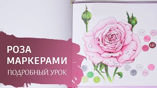 Учимся рисовать маркерами. Урок для новичков. Рисуем розу.