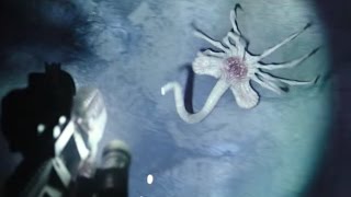 ALIEN COVENANT CLIP: FACEHUGGER ATTACK