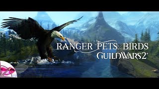 Guild Wars 2 |  Ranger Pet Guide: Birds | The Herald