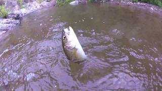 Pesca con mosca seca Truchas de alta montaña Santiago Chile
