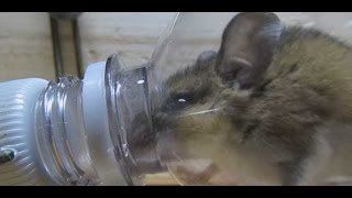 Самодельная мышеловка. Как сделать ловушку для мышей