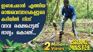 Wow! Vava was lucky enough to escape from the bite of King Cobra and its mate | Snakemaster