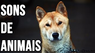 Som dos animais para crianças