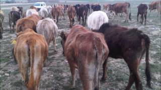 ESKİŞEHİR KURBANLIK DANA- DÜVE : 0554 551 01 01 ESKİŞEHİR- AĞRI - KARS