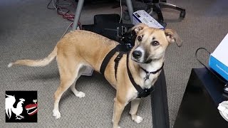 RT Life - Dogs Barking and Gus-ception