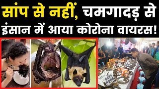 Two possible Root causes of Coronavirus in Human,सांप से नहीं चमगादड़ से इंसान में आया कोरोना वायरस!