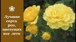 ❀ Лучшие сорта роз, цветущих все лето