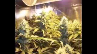 CULTIVO INTERIOR MARIHUANA