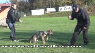 Iggy Vikar - protection, 4 months