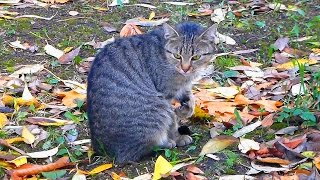 Кошка умывается. Осенний футаж с кошкой. Футажи для видеомонтажа. Осенние футажи
