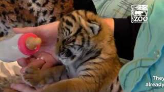 Tiger Cubs are Growing Up Fast - Cincinnati Zoo