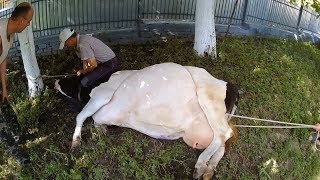 Повал коровы итальянским способом и расчистка копыт.
