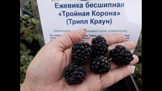 ЕЖЕВИКА  -"ТРОЙНАЯ КОРОНА" (Трипл Краун) Американский сорт, бесшипная - описание сорта