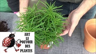 Conseils jardinage: Senecio barbertonicus: Entretien et arrosage: Plante verte d'intérieur