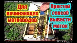 ???ПРОСТЕЙШИЙ СПОСОБ ВЫВЕСТИ МАТОК, СТАРТЁР ВОСПИТАЛКА