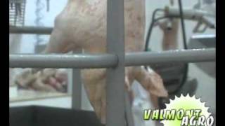 Убой свиней и разделка до полутуши