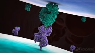 Cytotoxic T cell function