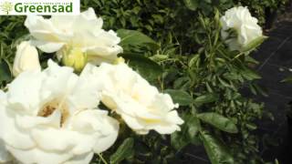 Роза "White Swany" - видео-обзор от Greensad