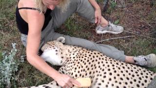 Cheetah licking