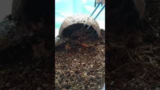 Brachypelma albopilosum 
Брахипельма альбапилосум