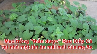 Mẹo trồng “thần dược” Rau Diếp Cá tại nhà một lần ăn mãi mãi của mẹ 9x