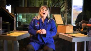 Cool Science - About Bats