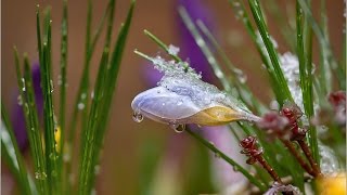 МУЗЫКА ВЕСНЫ и ПЕРВЫЕ ЦВЕТЫ. РЕЛАКС. ПРИРОДА И МУЗЫКА