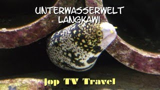 Rundgang durch die Unterwasserwelt Langkawi (Pulau Langkawi) Malaysia jop TV Travel