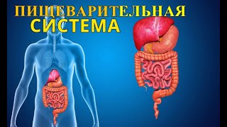 ПИЩЕВАРИТЕЛЬНАЯ СИСТЕМА ЧЕЛОВЕКА / ВСЁ ПРО ЖКТ / БИОЛОГИЯ АНАТОМИЯ ЕГЭ 2019