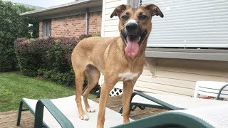 LIVE: SWEET Dog Rescued From Kill Shelter Up for Adoption | The Dodo Live