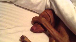 Vizsla Sleeping Under the Covers