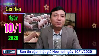 Giá heo hơi ngày hôm nay 10/1/2020 | Giá lợn hơi ổn định ở mức cao